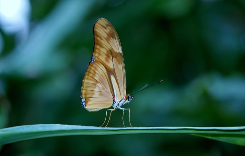 Insect Proteins